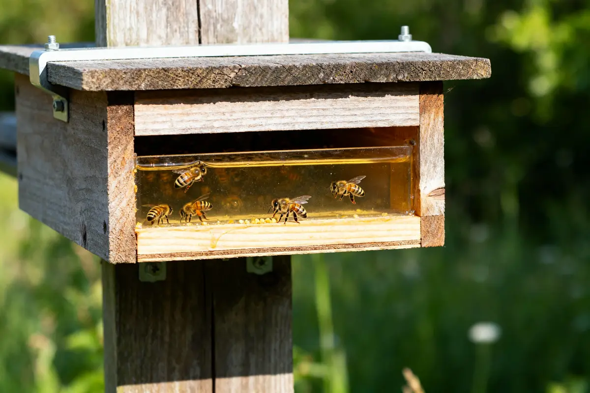 Nourrisseur pour Abeille : guide choix cadre, entrée et ruches